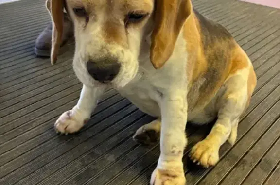 Найдена собака, Москва, фото: Бигль найден на МКАД, 47 км, вл31 с1