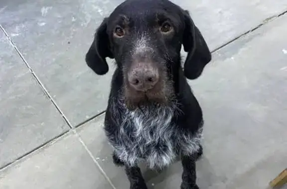 Найдена собака, Новочебоксарск, фото: Найдена собака, Коммунальная 22, Новочебоксарск