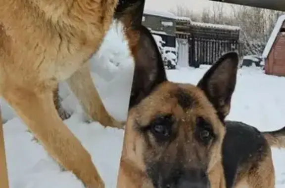 Пропала овчарка Дейзи, 2я Приручейная, 24