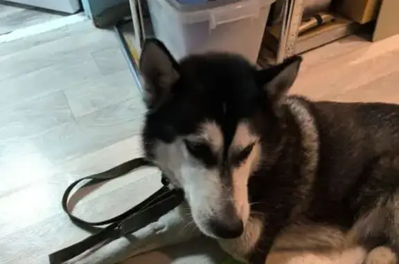 Найдена собака, Разумное, фото: Хаски найдена в Разумном, Белгородская обл.