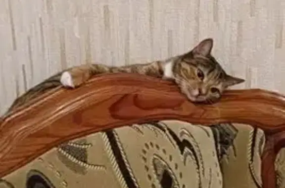 Пропала кошка, ул. Пушкина, Рязань