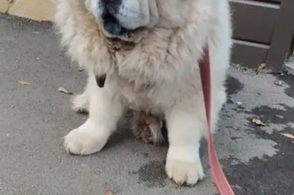 Пропала собака, ул. Володарского, Арзамас