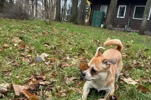 Найдена собака, Калининград, фото: Собака найдена: ул. Д. Донского, Калининград