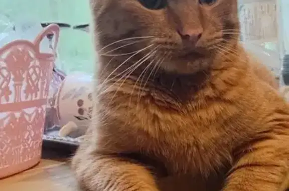 Кошки потеряшки, Екатеринбург, фото: Потеряшка кот, Калиновский пер. 11, Екатеринбург