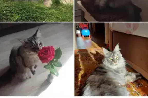 Пропала кошка, Лесная ул., Коми