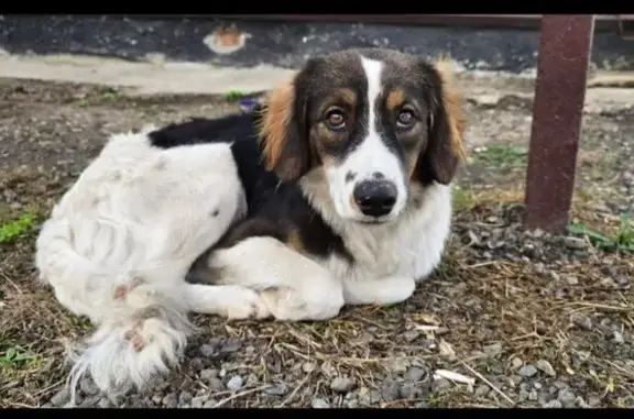 Найдена собака, Ленинградская, фото: Собака найдена: ул. Строителей, 14, Ленинградская