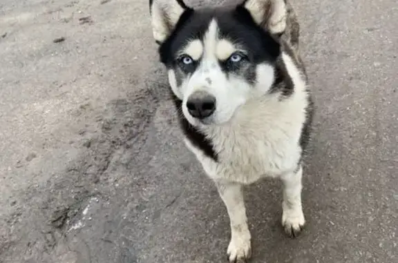 Пропала собака в пос. совхоза 