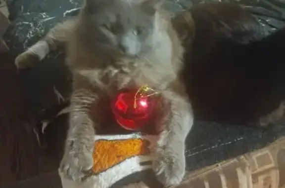 Кошки потеряшки, Челябинск, фото: Потеряшка кот, Челябинск, Мехколонна 7, 5