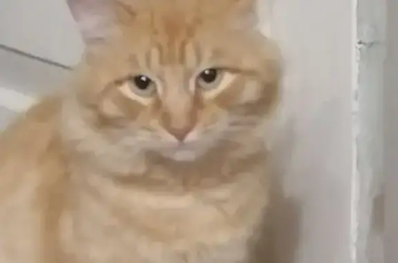 Пропала кошка, Ярославская область