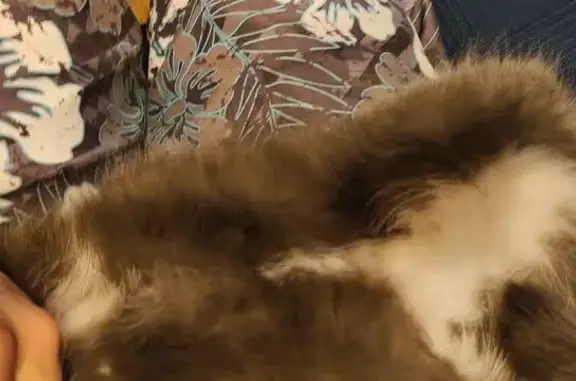 Найдена кошка, Заречье, фото: Кошка найдена: Заречная ул., 14, Заречье