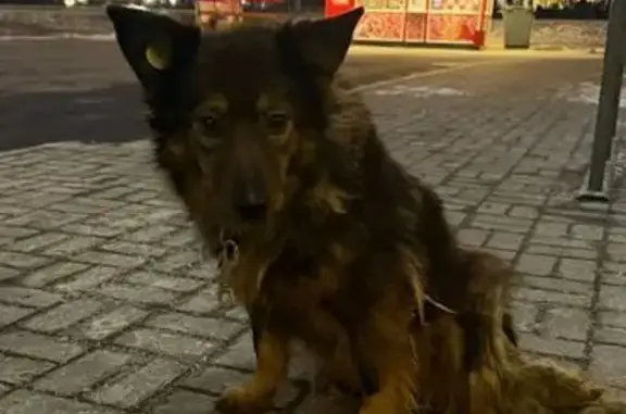 Пропала собака на Новомосковском шоссе