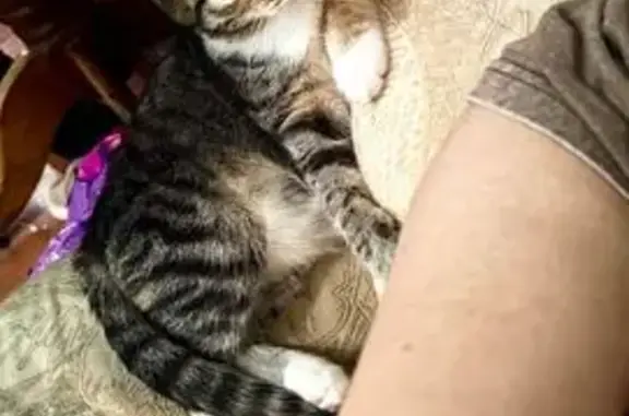 Пропала кошка Алиса, ул. Щорса 15, П.П.