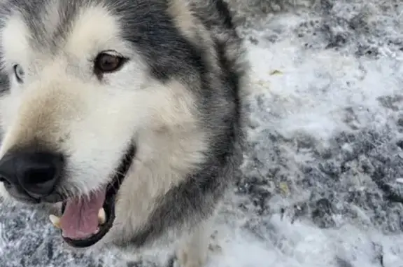 Объявления о пропавших и найденных животных, Орёл, фото: Собака найдена: Часовая ул., Орёл
