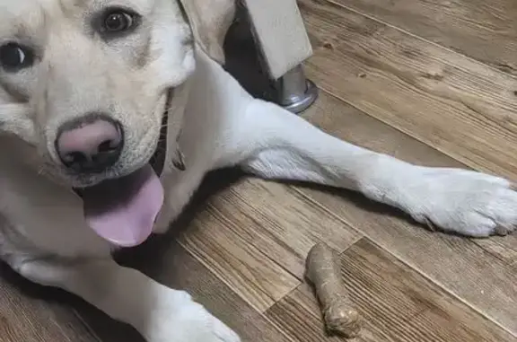 Пропала собака, Лабрадор, Улан-Удэ, 28