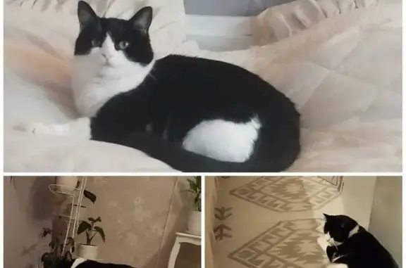 Пропала кошка, ул. Спирина, Коломна