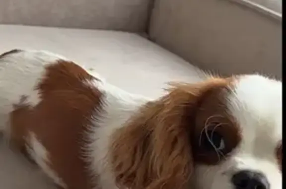 Пропала собака, 1-й Лагерный пр., 9