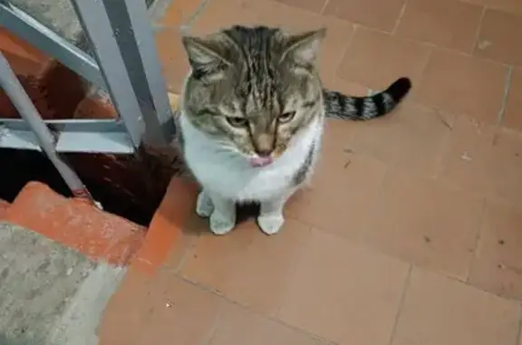 Найдена кошка, Бийск, фото: Кошка найдена: Социалистическая 76, Бийск