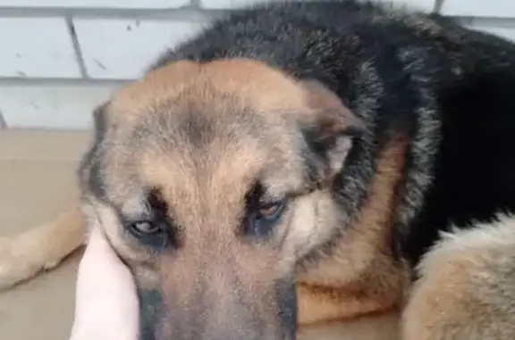 Найдена собака, Саратов, фото: Собака найдена: ул. Галкина-Враского, Саратов