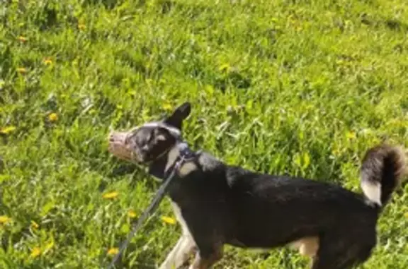 Пропала собака, пр. Славы, 37, СПб