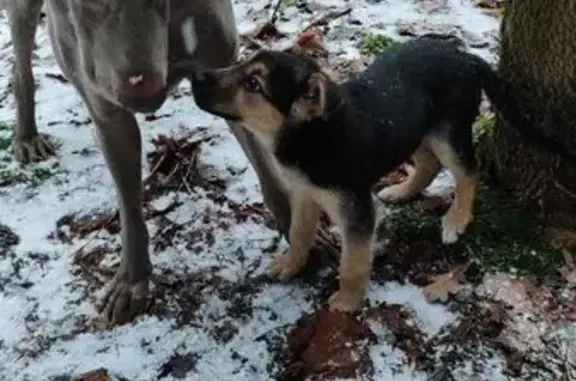 Найдена собака, Всеволожск, фото: Найдена собака во Всеволожске, Ленобласть