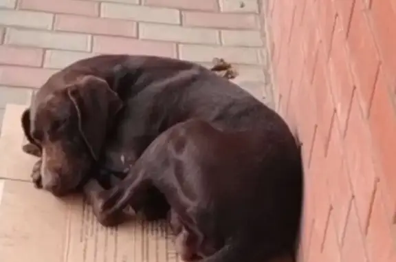 Найдена собака, Белый, фото: Собака найдена: ул. Дружбы, 50, Белый