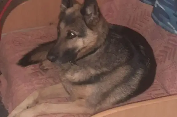 Пропала собака, Театральная пл., Саранск