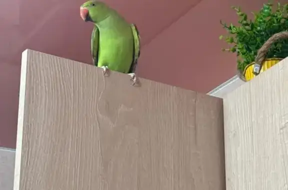 Пропал попугай на ул. Металлур...