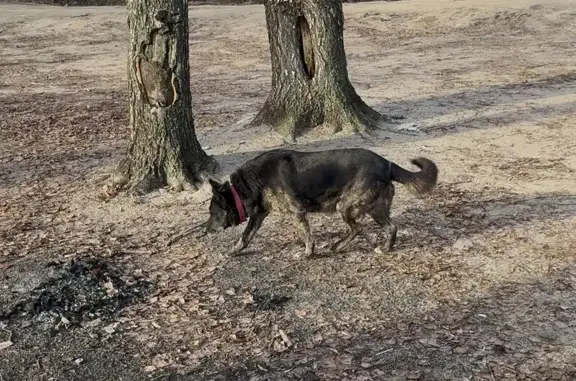 Пропала собака, ул. С. Солодовникова, Воронеж