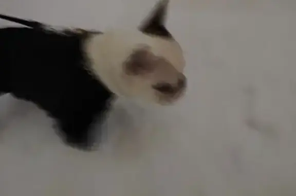 Найдена собака, Воронеж, фото: Собака найдена на ул. 9 Января, Воронеж