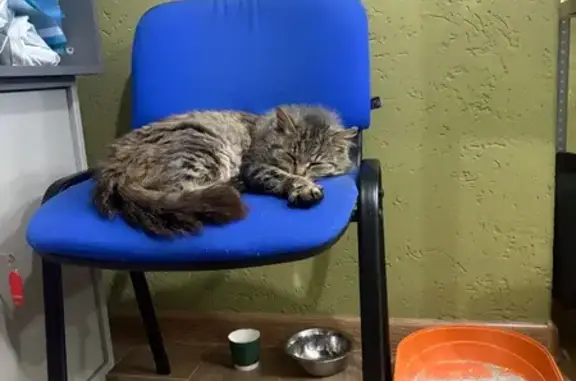 Найдена кошка, Пенза, фото: Кошка найдена: Высокая ул., 13, Пенза