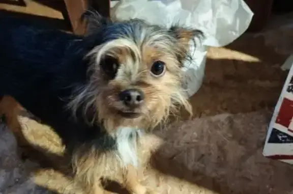 Объявления о пропавших и найденных животных, Орёл, фото: Собака найдена на перекрёстке Магазинной и 4Курская