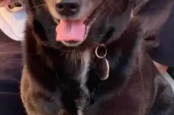 Пропала собака Олли, ул. Грабина 34, Краснодар