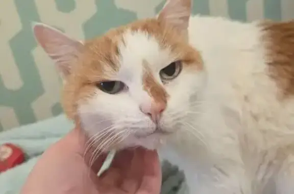 Найдена кошка, Калининград, фото: Кошка найдена: пр. Победы, 70, Калининград