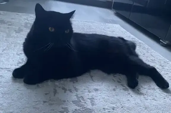 Пропала кошка, Северная ул. 37, Нижневартовск