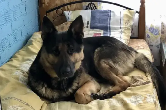 Найдена собака, Раменский, фото: Найдена собака «Урал», МО