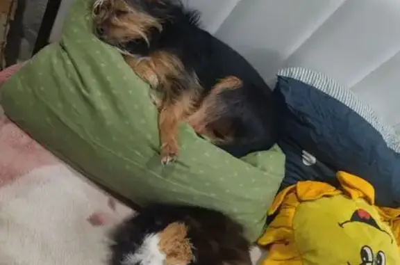 Пропала собака, Культурный пер., 16, Орёл