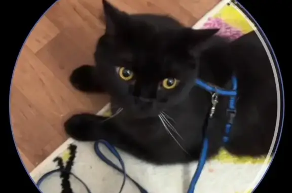 Пропала кошка, Северная ул., 37, Нижневартовск