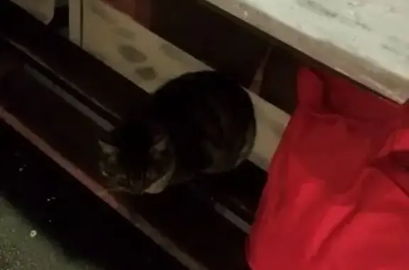 Найдена кошка, Александровская, фото: Кошка найдена: Привокзальная, Александровская