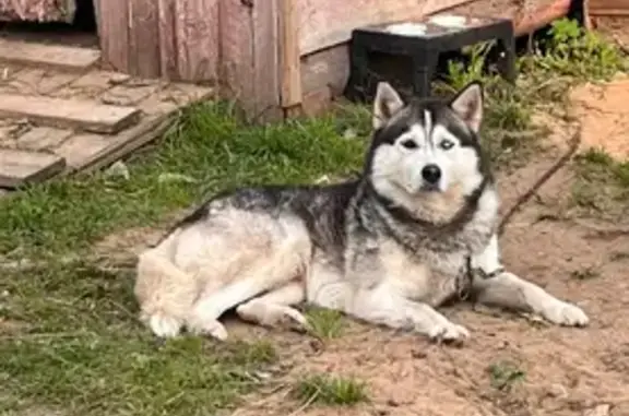 Пропала хаски у пр. Славы, СПб