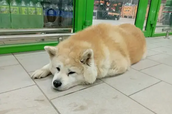 Найдена собака, Липецк, фото: Собака найдена: Минская ул., Липецк