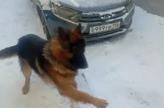 Пропала овчарка на ул. Тамарова, Оренбург