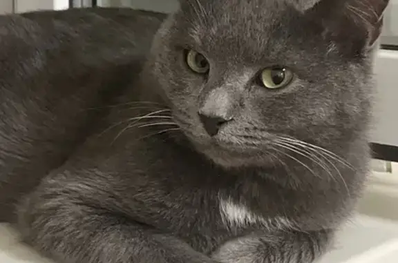 Найдена кошка, Засечное, фото: Найдена кошка, Семейная 4, Засечное