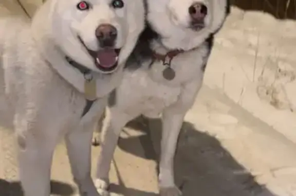 Пропала хаски, Сиреневая ул. 1/1, Марушкино