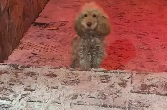 Пропала собака ул. Красная Горка, 39/56