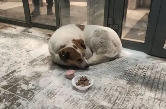 Найдена собака, Уфа, фото: Собака найдена, Уфа, ул. Ульяновых