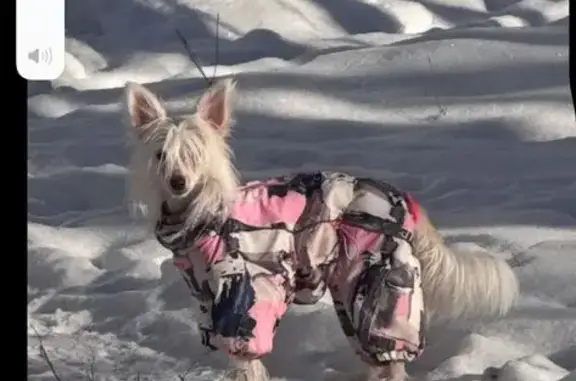 Собаки потеряшки, Северск, фото: Потеряшка собака на Ленина 94, Северск