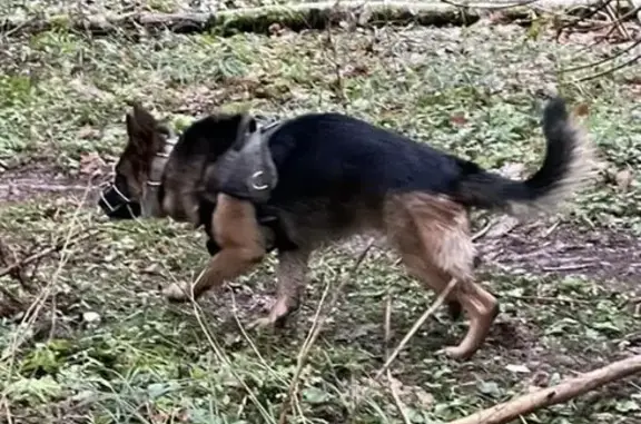 Пропала овчарка, 22/3Б, МО