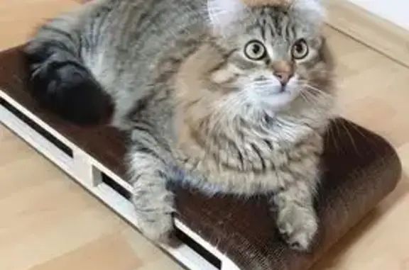 Пропала кошка, Петергоф, Собственный 36/67