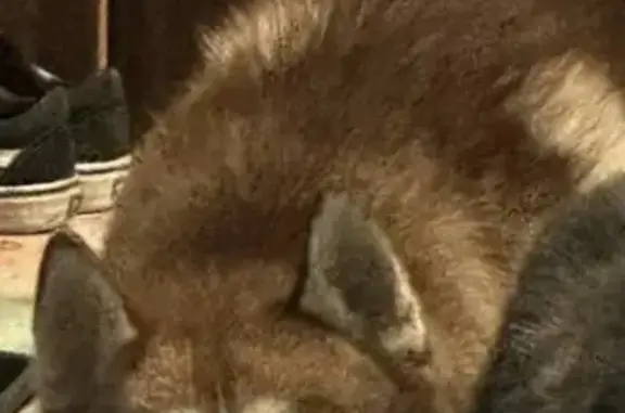 Пропала собака, ул. Селиванова 22-24