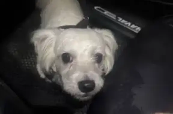 Найдена собака, Апрелевка, фото: Собака найдена: Апрелевка, МО